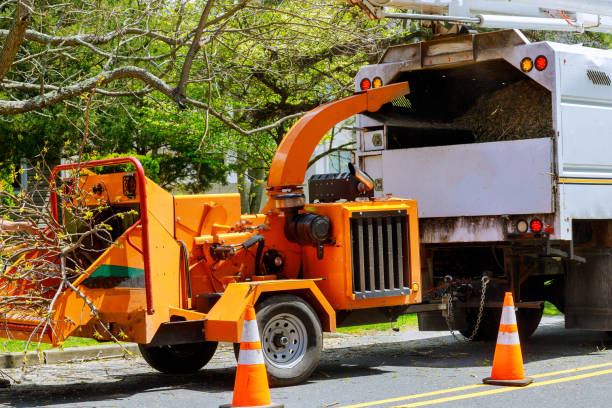 Best Best Tree Removal Services  in Luther, OK